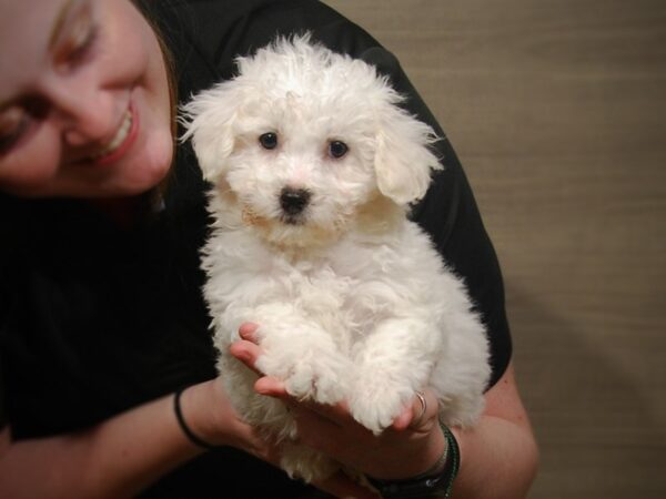 Bichon Frise-DOG-Male-White-17203-Petland Iowa City, Iowa