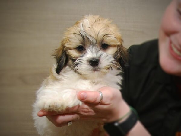 Teddy DOG Female RED/WHITE/BLACK 17204 Petland Iowa City, Iowa