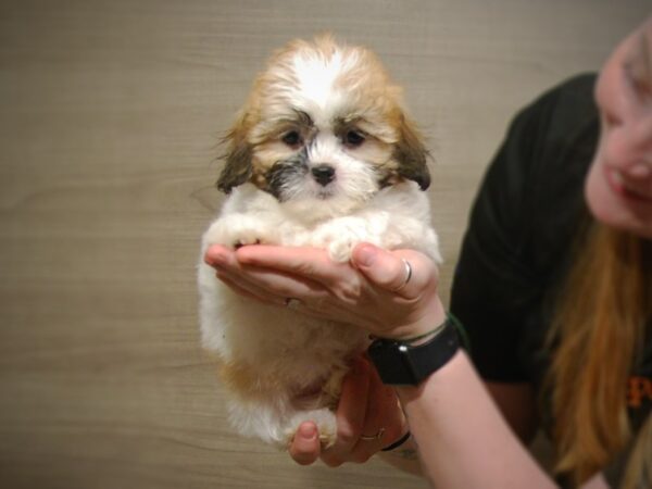 Teddy DOG Female RED/WHITE/BLACK 17205 Petland Iowa City, Iowa