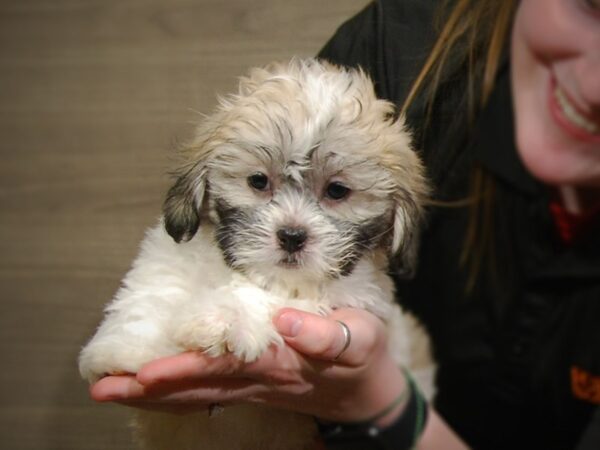 Teddy-DOG-Male-Tan/Black/White-17206-Petland Iowa City, Iowa