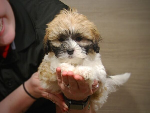 Teddy-DOG-Male-Red/Black/White-17207-Petland Iowa City, Iowa