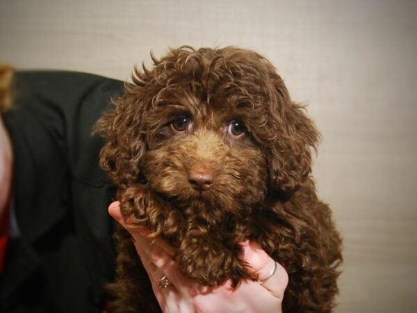 Doxie-Poo-DOG-Female-Chocolate-17208-Petland Iowa City, Iowa