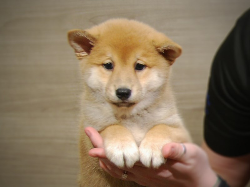 Shiba Inu Dog Female Red 17209