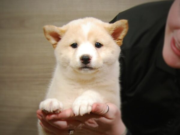 Shiba Inu DOG Female Cream 17210 Petland Iowa City, Iowa