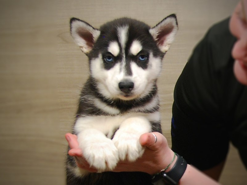 Siberian Husky Puppy Black / White ID:17211 Located at Petland