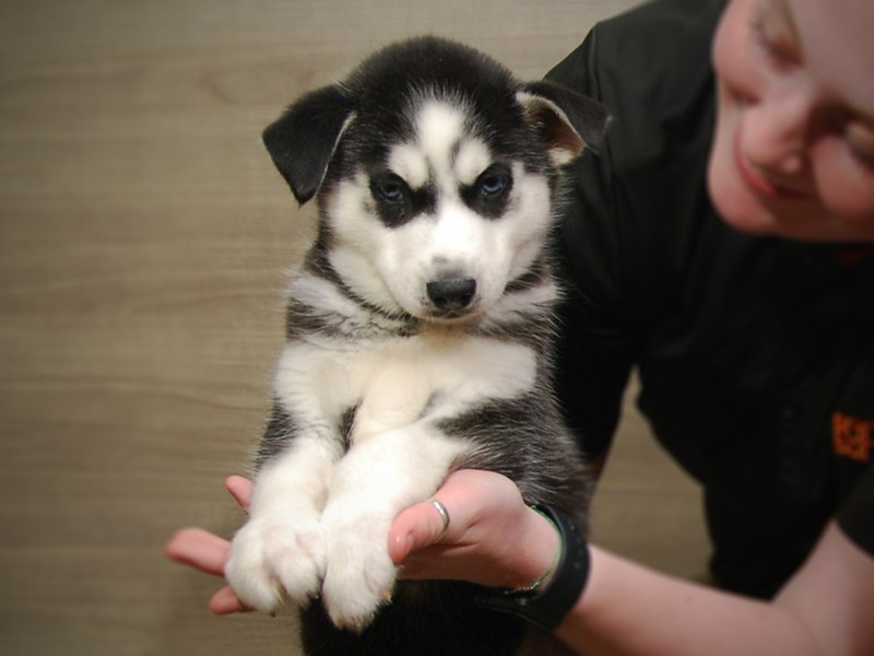 Siberian Husky Dog Male Black / White 17212