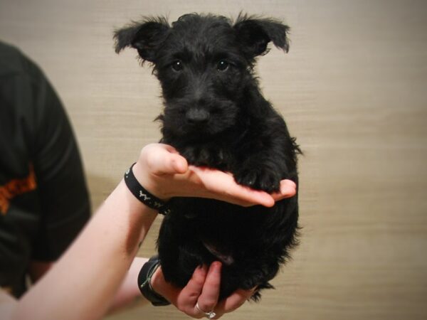 Scottish Terrier DOG Male Black 17214 Petland Iowa City, Iowa