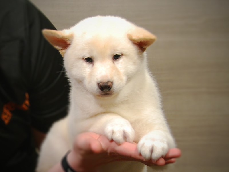 Shiba Inu Dog Female Cream 17215