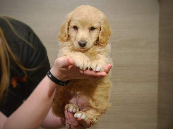 Goldendoodle Mini DOG Female Golden 17216 Petland Iowa City, Iowa