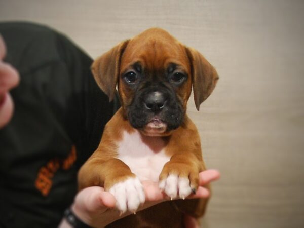 Boxer DOG Male Fawn / White 17217 Petland Iowa City, Iowa