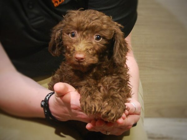 Mini Labradoodle-DOG-Male-Chocolate-17218-Petland Iowa City, Iowa