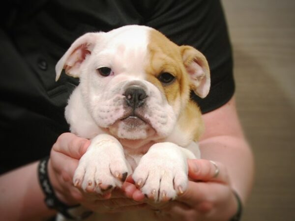 English Bulldog DOG Male White/Brown 17219 Petland Iowa City, Iowa