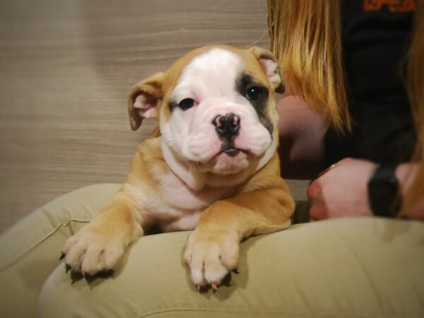 English Bulldog DOG Male Fawn 17220 Petland Iowa City, Iowa