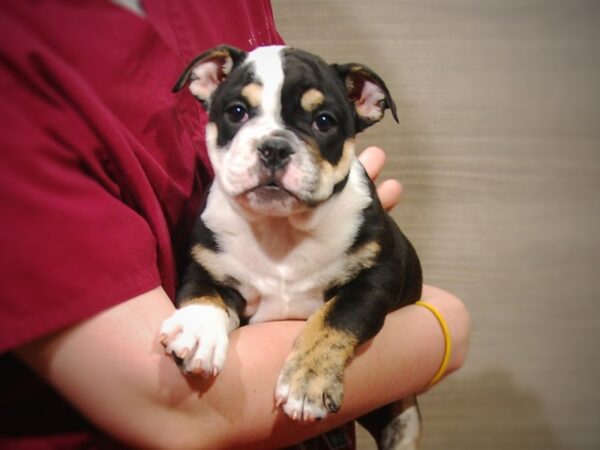 English Bulldog DOG Male Tri-Color 17221 Petland Iowa City, Iowa