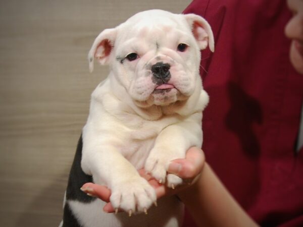 English Bulldog DOG Female Black/White 17222 Petland Iowa City, Iowa