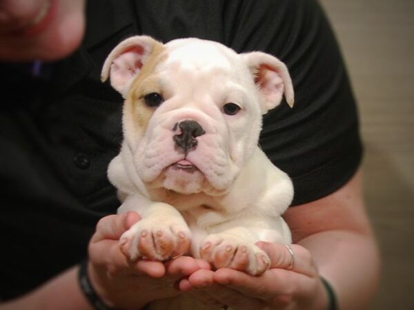 English Bulldog DOG Female White/Brown 17223 Petland Iowa City, Iowa