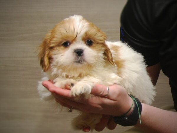 Shih Tzu DOG Male Brown/White 17224 Petland Iowa City, Iowa