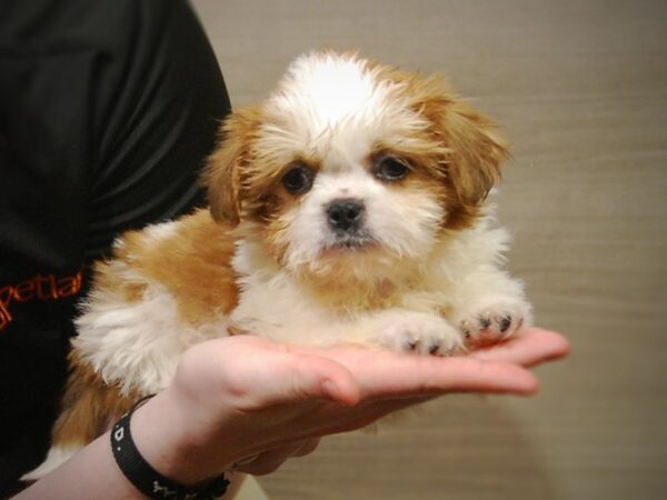 Shih Tzu DOG Male Brown/White 17225 Petland Iowa City, Iowa