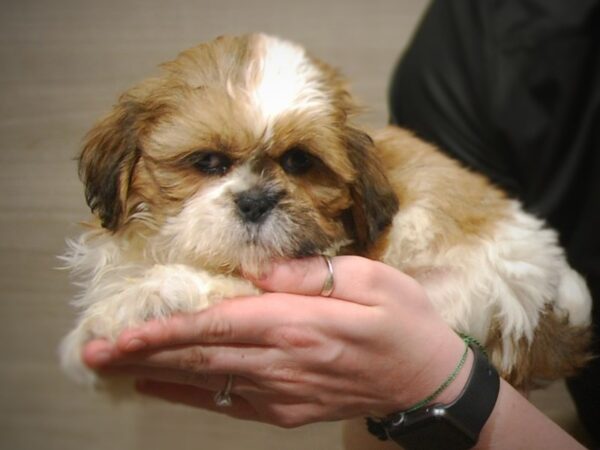 Shih Tzu DOG Male Brown/White 17226 Petland Iowa City, Iowa