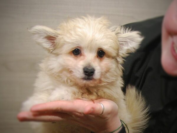 Bichon Frise / Pomeranian DOG Male Tan 17227 Petland Iowa City, Iowa