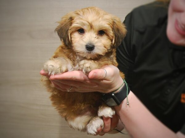 Morkie DOG Male Tan 17228 Petland Iowa City, Iowa