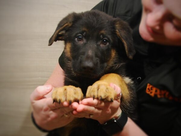 German Shepherd DOG Female Black and Tan 17229 Petland Iowa City, Iowa