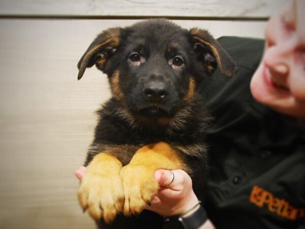 German Shepherd DOG Male Black and Tan 17230 Petland Iowa City, Iowa