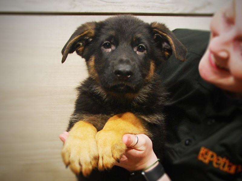 German Shepherd Dog Male Black and Tan 17230