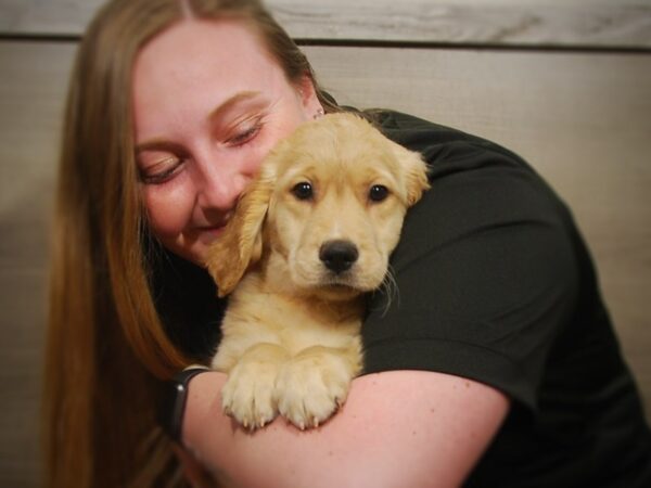 Golden Retriever DOG Female Golden 17231 Petland Iowa City, Iowa