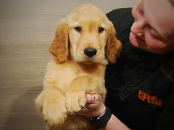 Golden Retriever DOG Male Golden 17232 Petland Iowa City, Iowa