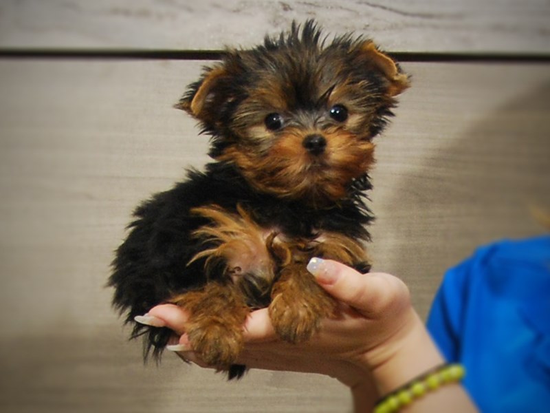 Yorkshire Terrier Dog Male Black & Gold 17233