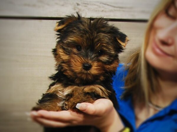 Yorkshire Terrier DOG Male Black & Gold 17234 Petland Iowa City, Iowa