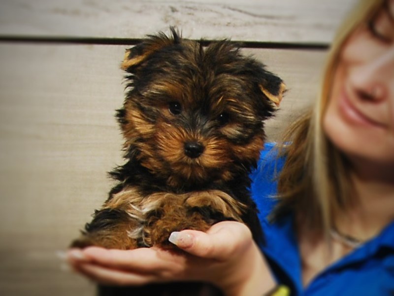 Yorkshire Terrier Dog Male Black & Gold 17234