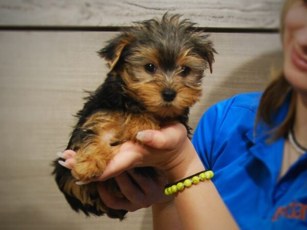 Yorkshire Terrier DOG Female Black & Gold 17235 Petland Iowa City, Iowa