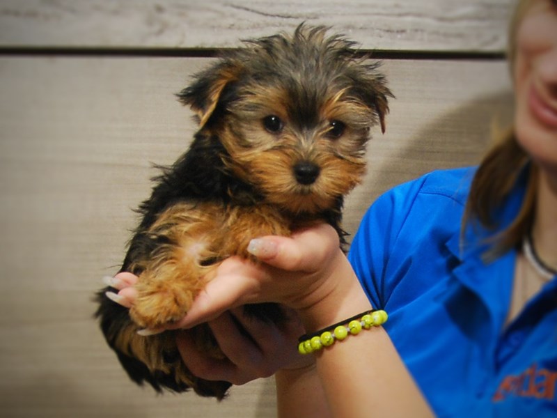 Yorkshire Terrier Dog Female Black & Gold 17235
