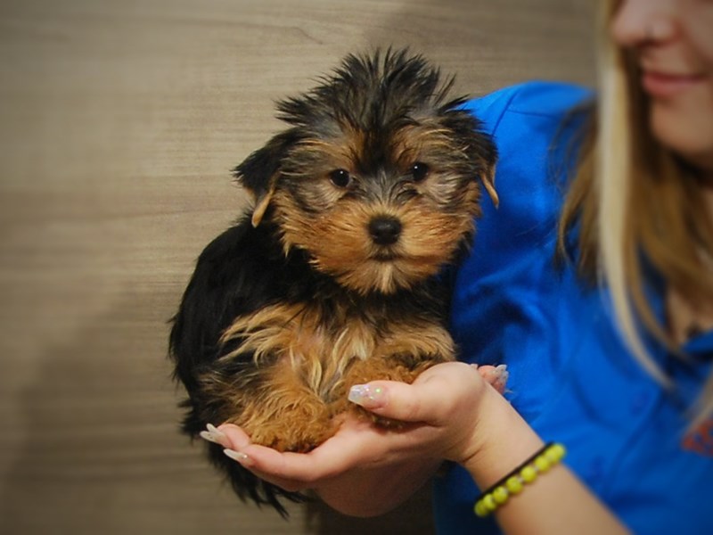 Yorkshire Terrier Dog Female Black & Gold 17236