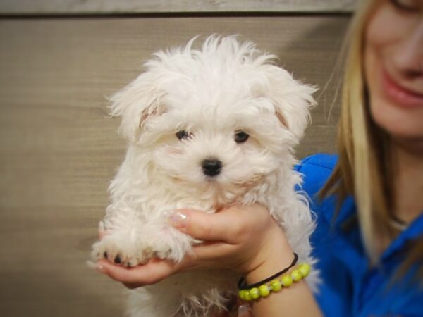 Maltese DOG Male White 17237 Petland Iowa City, Iowa