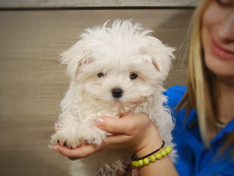 Maltese Dog Male White 17237