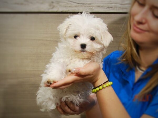 Maltese DOG Female White 17238 Petland Iowa City, Iowa