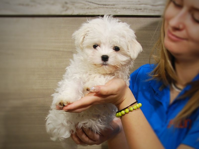 Maltese Dog Female White 17238