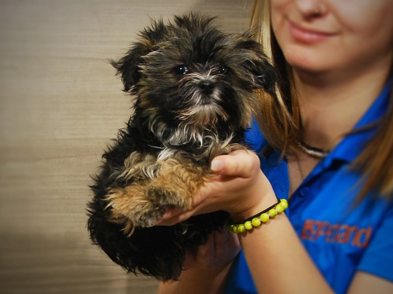 Morkie Dog Male 17239