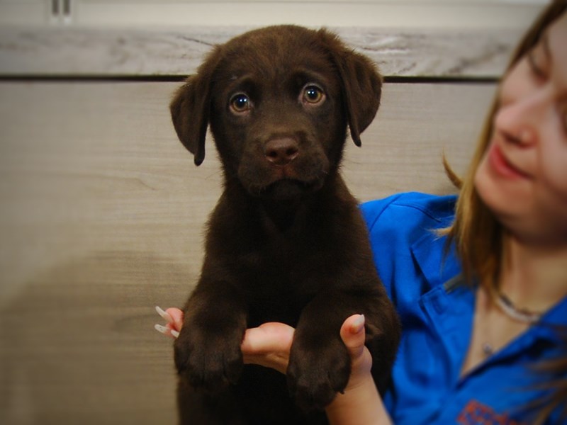 Labrador Retriever Dog Male Chocolate 17240