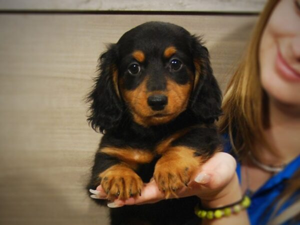 Dachshund DOG Male Black & Tan 17244 Petland Iowa City, Iowa