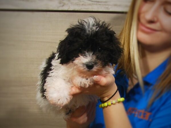 Bichon Frise/Poodle DOG Female Black & White 17245 Petland Iowa City, Iowa