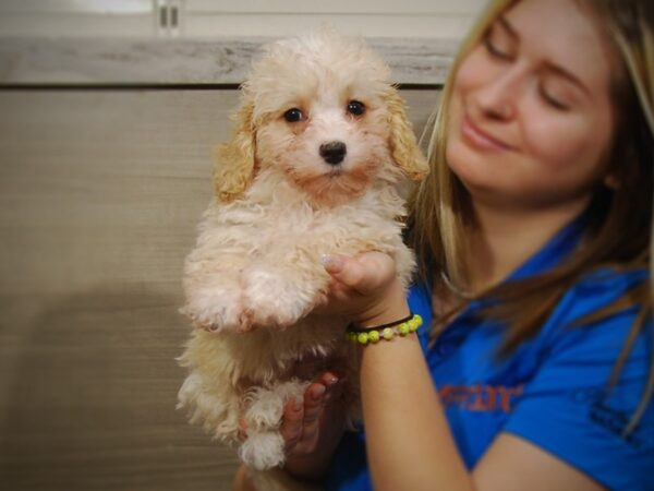 Bichon Frise/Poodle DOG Female Cream 17246 Petland Iowa City, Iowa