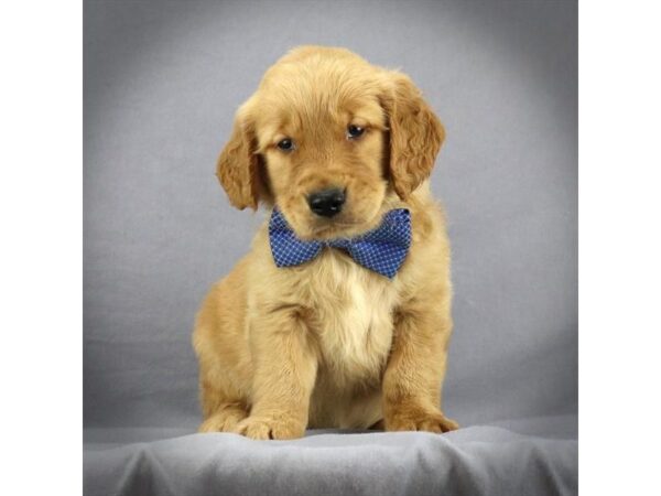 Golden Retriever DOG Male Golden 17253 Petland Iowa City, Iowa