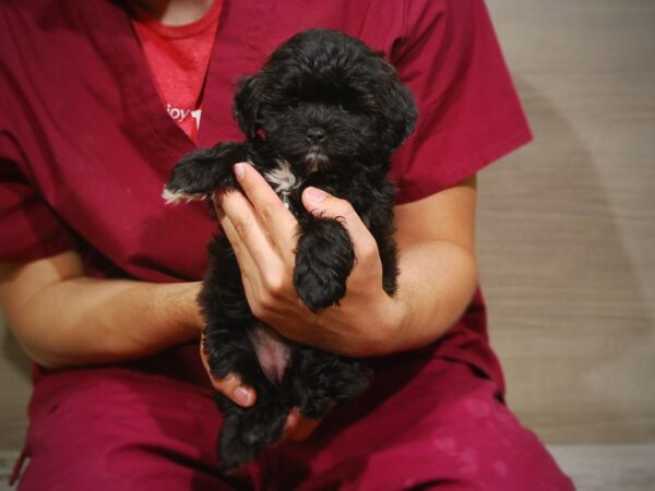 Miniature Poodle / Shih Tzu-DOG-Female-Black & Brown-17247-Petland Iowa City, Iowa