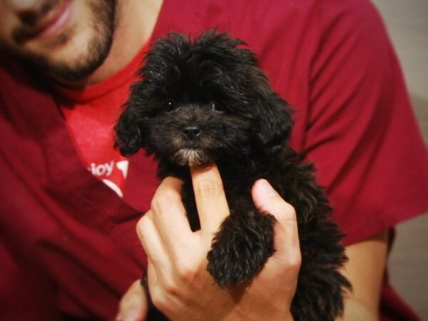 Miniature Poodle / Shih Tzu-DOG-Female-Black & Brown-17248-Petland Iowa City, Iowa