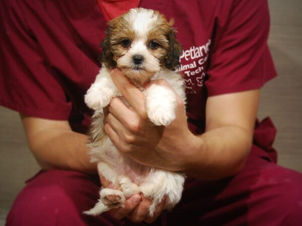 Miniature Poodle / Shih Tzu DOG Female Red & White 17249 Petland Iowa City, Iowa