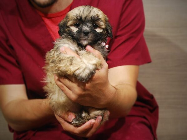 Miniature Poodle / Shih Tzu-DOG-Male-Sable-17250-Petland Iowa City, Iowa